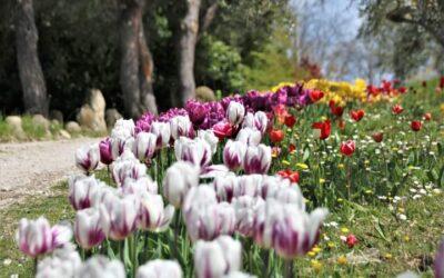 Esperienza Olistica tra i tulipani olandesi